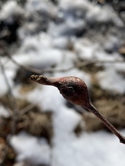 Zapatella quercusmedullae