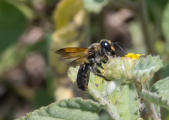 Megachile atrata