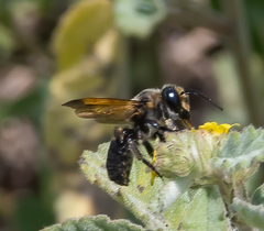 Megachile atrata