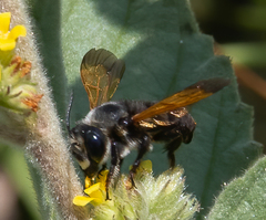 Megachile atrata