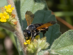 Megachile atrata