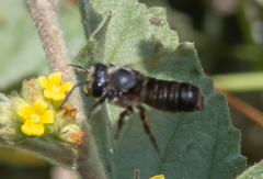 Megachile atrata