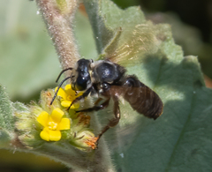 Megachile atrata