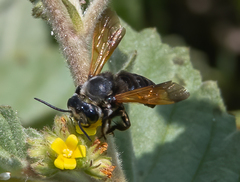 Megachile atrata