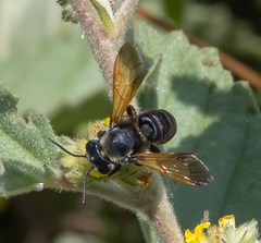 Megachile atrata
