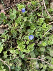 Veronica persica