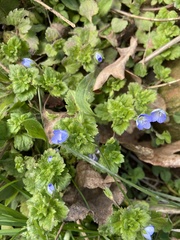 Veronica persica