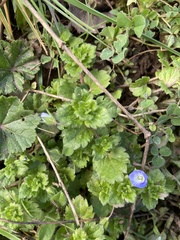 Veronica persica