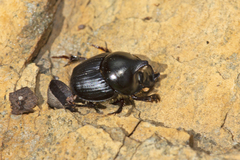 Onthophagus dunningi
