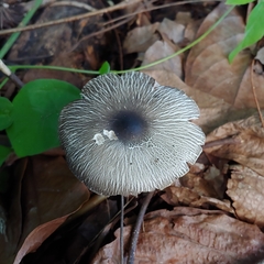 Agaricus endoxanthus