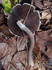 Agaricus endoxanthus
