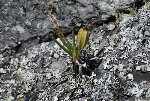 Angraecum rutenbergianum, photograph 3