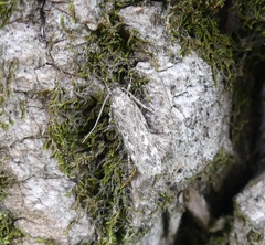 Anacampsis populella