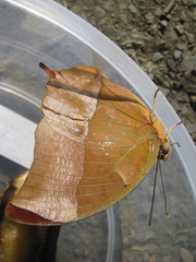 Charaxes varanes varanes