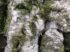 Anacampsis populella