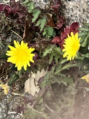 Sonchus tenerrimus
