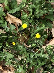 Sonchus tenerrimus
