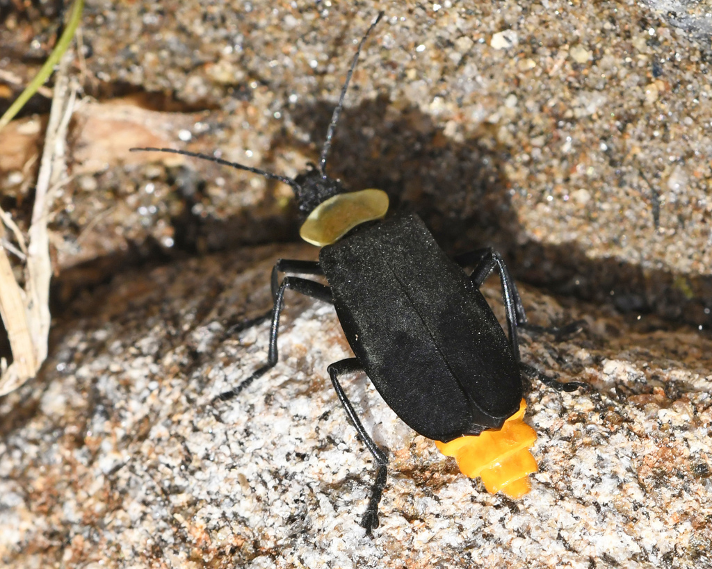 Soldier Beetle