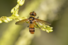 Saralba ocypteroides