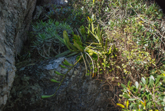 (c) Andrew Hankey, some rights reserved (CC BY-SA) Aerangis ellisii, photograph (c) Andrew Hankey, some rights reserved (CC BY-SA)