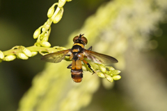 Saralba ocypteroides