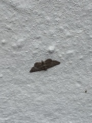 Gymnoscelis rufifasciata