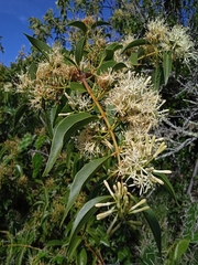 Tripodanthus acutifolius