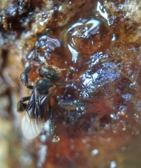 Homotrigona apicalis