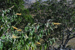 Buddleja madagascariensis