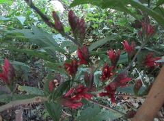 Metarungia pubinervia