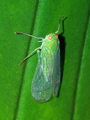 Cuernavaca herbida