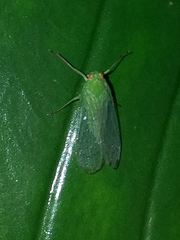 Cuernavaca herbida