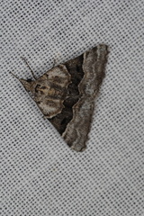 Dichromodes aristadelpha