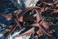 Aloe erythrophylla