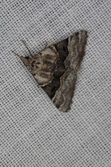 Dichromodes aristadelpha