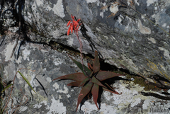 Aloe erythrophylla