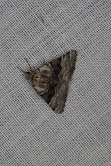 Dichromodes aristadelpha