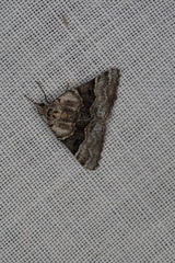 Dichromodes aristadelpha