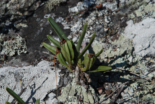 Angraecum rutenbergianum, photograph 2
