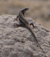 Trachylepis spilogaster