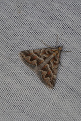 Dichromodes poecilotis