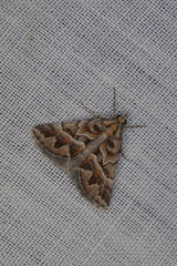 Dichromodes poecilotis