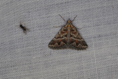 Dichromodes poecilotis