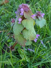 Lamium purpureum
