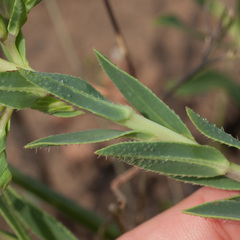Lobostemon hottentoticus