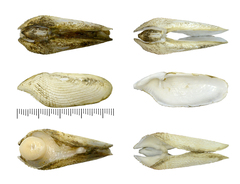 Barnea manilensis