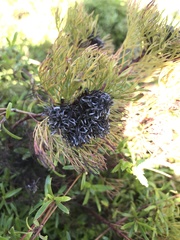 Serruria foeniculacea