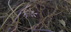 Cuscuta reflexa