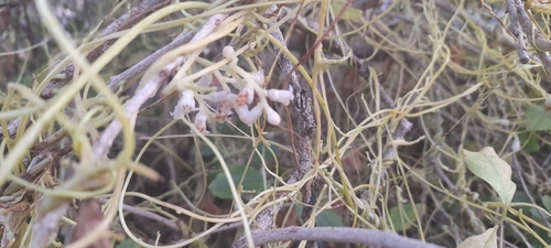 Image of Cuscuta reflexa by (c) P Jeganathan, some rights reserved (CC BY)