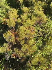 Serruria foeniculacea